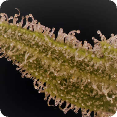Don Lemon Glue Feminised Cannabis Seeds 0