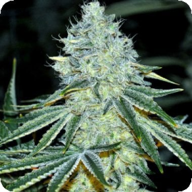 Don  M A C 1  Feminised  Cannabis  Seeds 0