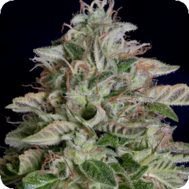 Don  Megalodon  Feminised  Cannabis  Seeds 0