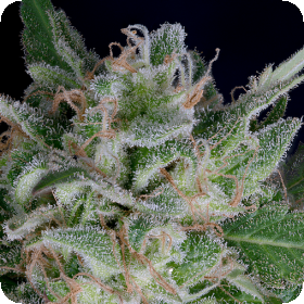 Don  O G  Kush  Auto  Flowering  Cannabis  Seeds 0