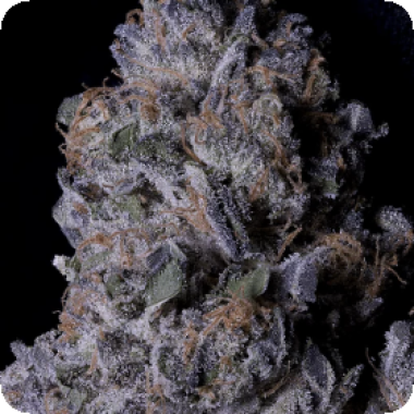 Don  Purple  Dick  Feminised  Cannabis  Seeds 0