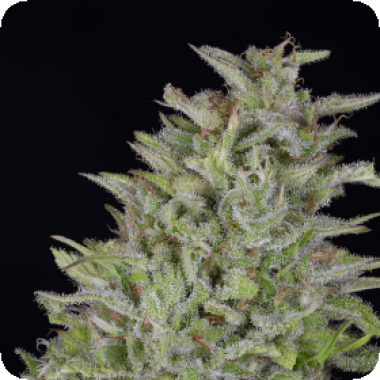 Don  Wedding  Cake  Feminised  Cannabis  Seeds 0