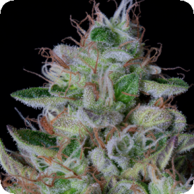 Dos Gelato  Feminised  Cannabis  Seeds 0