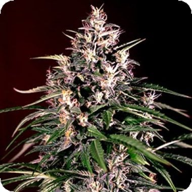 Dosi  Auto  Flowering  Cannabis  Seeds 0