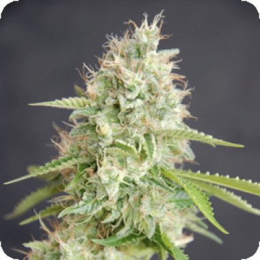 Double  Cream  Feminised  Cannabis  Seeds 0