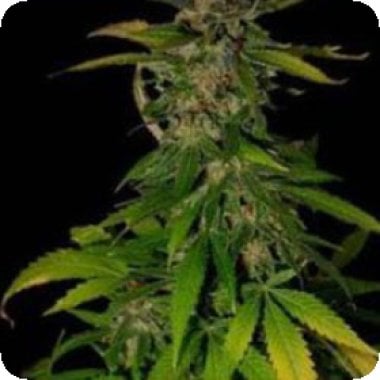 Double  D  Feminised  Cannabis  Seeds