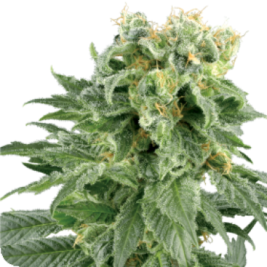 Double  Gum  Regular  Cannabis  Seeds 0