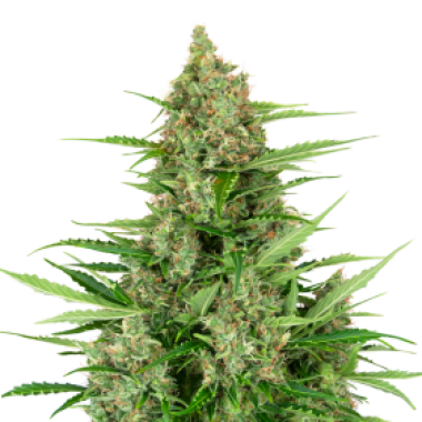 Double Kush Cake Auto 0