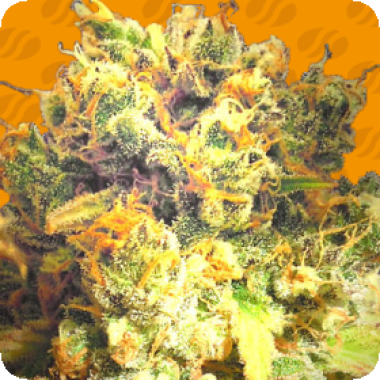 Dr Bruce Banner C B D