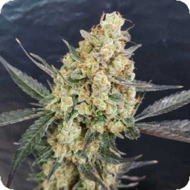 Dr  20 Kush 20 Feminised 20 Cannabis  Seeds