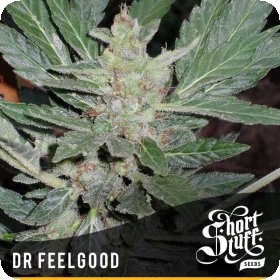 Dr  Feelgood  Regular  Cannabis  Seeds