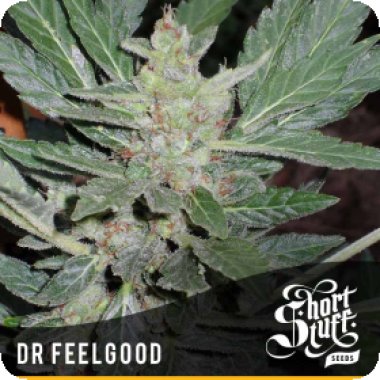 Dr Feelgood Regular Cannabis Seeds