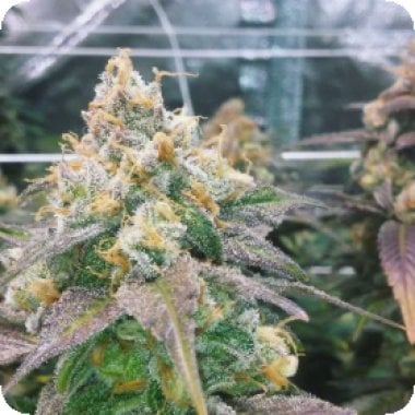 Dream  Berry  Feminised  Cannabis  Seeds