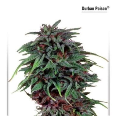 Durban Poison Dutch Passion 031 0