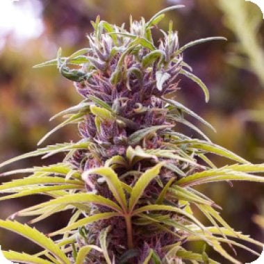 Durban  Poison  Regular  Cannabis  Seeds 0