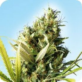 Durban  Regular  Cannabis  Seeds