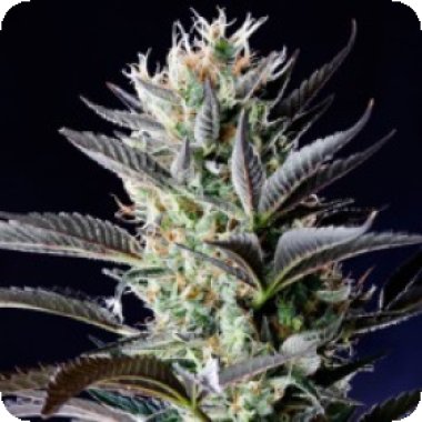 Dutch Blue Automatic