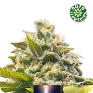 Dutch  Power  Auto  Flowering  Cannabis  Seeds 0