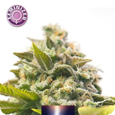 Dutch  Power  Feminised  Cannabis  Seeds 0