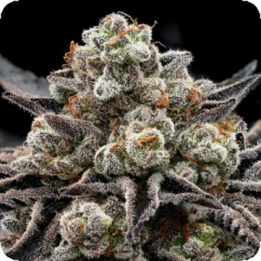 E P I C  B U Z Z  Feminised  Cannabis  Seeds 0