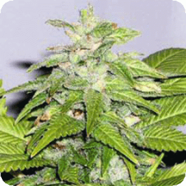 Early  Bird  Skunk  Feminised  Cannabis  Seeds 0