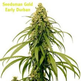 Early  Durban  Regular  Cannabis  Seeds