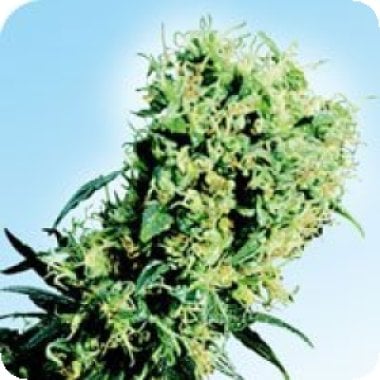 Early  Pearl  Regular  Cannabis  Seeds