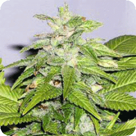 Early  Riser  Regular  Cannabis  Seeds 0