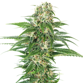 Early  Skunk  Auto  Flowering  Cannabis  Seeds 0