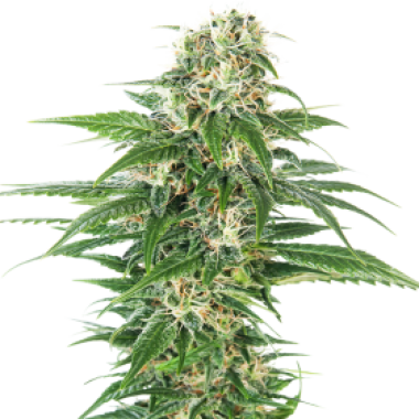 Early  Skunk  Auto  Flowering  Cannabis  Seeds 0