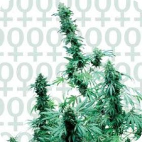 Early  Skunk  Feminised  Cannabis  Seeds 0