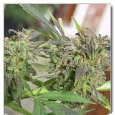 Easy  Sativa  Feminised  Cannabis  Seeds