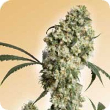 Ed  Rosenthal  Superbud  Regular  Cannabis  Seeds