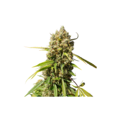 Elephant  Auto  Flowering  Cannabis  Seeds