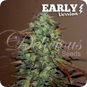 Eleven  Roses  Early  Version  Feminised  Cannabis  Seeds  Feminised  Cannabis  Seeds 0