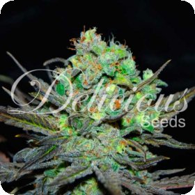 Eleven  Roses  Feminised  Cannabis  Seeds 0
