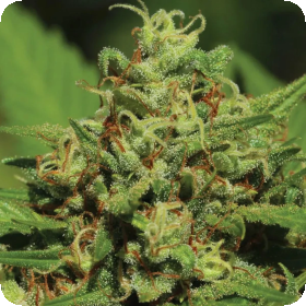 Emerald  Fire  O G  Auto  Flowering  Cannabis  Seeds 0
