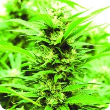 Emerald  Jack  Regular  Cannabis  Seeds