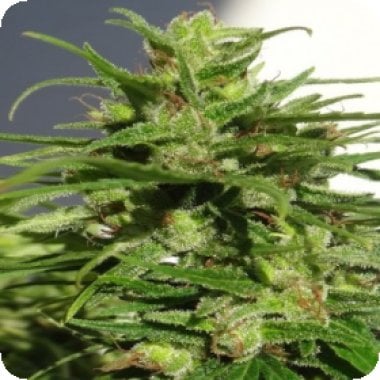 Ethiopia Regular Cannabis Seeds 0