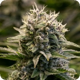 F A T  Monkey  Auto  Flowering  Cannabis  Seeds 0