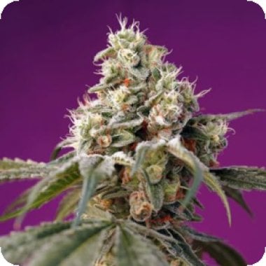 F B Bruce Banner Auto
