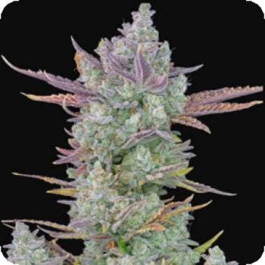 F B Gorilla Cookies Auto Feminised