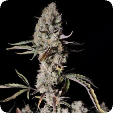 F B Gorilla Zkittlez Auto