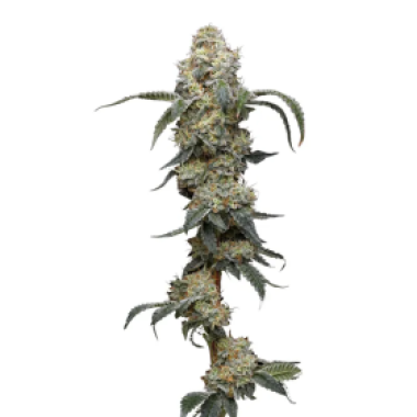 Farmers  Daughter  Feminised  Cannabis  Seeds