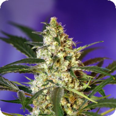 Fast  Bud  232  Auto  Feminised  Cannabis  Seeds