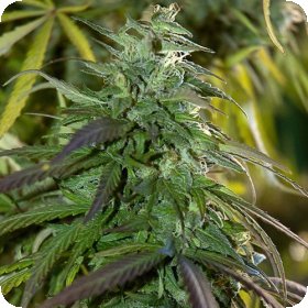 Fast  Bud  Outdoor  Feminised  Cannabis  Seeds 0