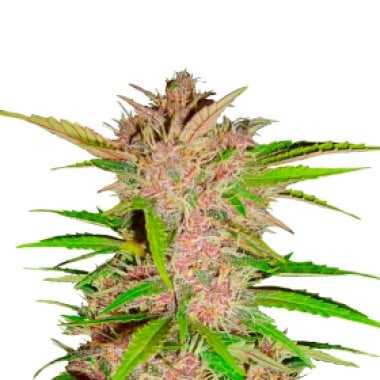 Fastberry Autoflowering Feminised Cannabis Seeds