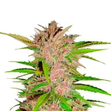 Fastberry  Autoflowering  Feminised  Cannabis  Seeds