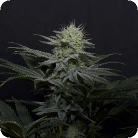 Fastbuds 20 Cannabis  Seeds 20  20 G G4 20 Sherbet 20 Fast 20 Flowering 20 Feminised 20 Cannabis  Seeds