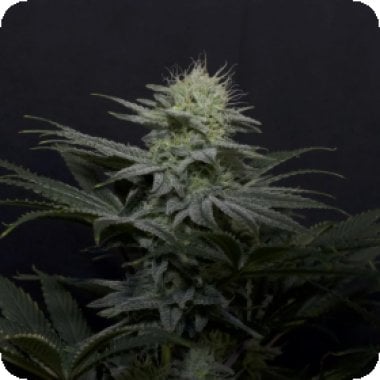 Fastbuds 20 Cannabis Seeds 20 20 G G4 20 Sherbet 20 Fast 20 Flowering 20 Feminised 20 Cannabis Seeds